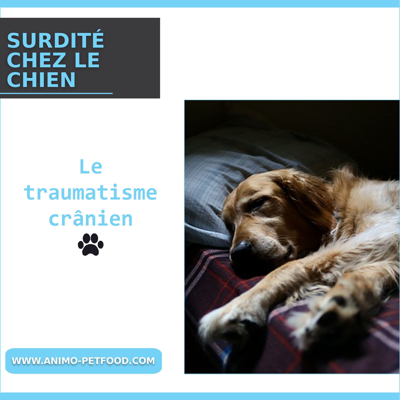 traumatisme cranien chez le chien